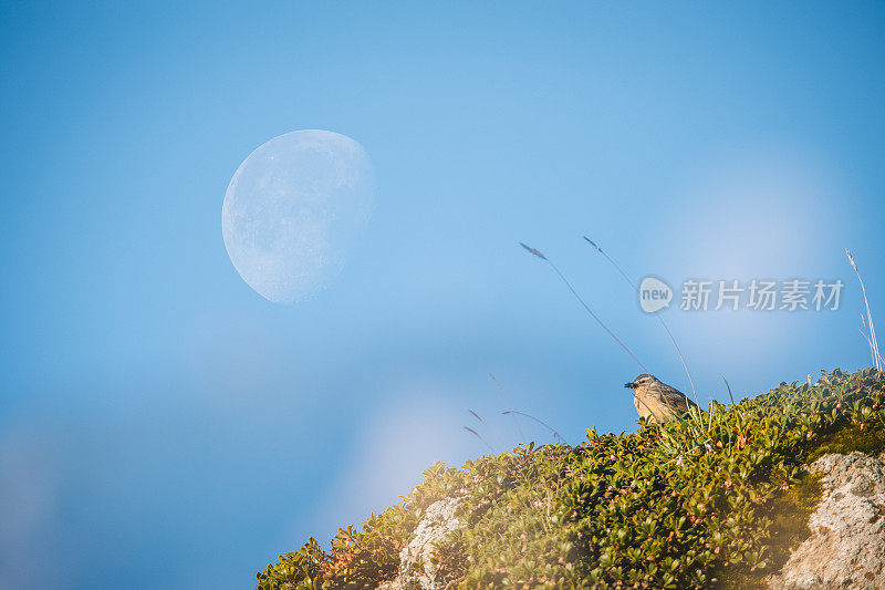 一种欧洲石茶(Saxicola rubicola)栖息在树上